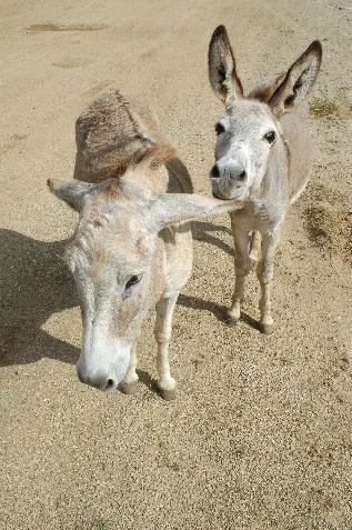 20060118130551   Donkeys follow us